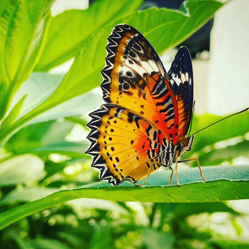 Dozens of exotic butterfly species are shipped to Mackinac Island each year and exhibited in butterfly houses.