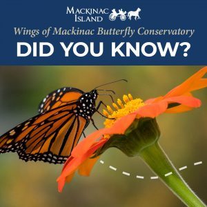 Social media slide asking a Did You Know? question about Wings of Mackinac Butterfly Conservatory