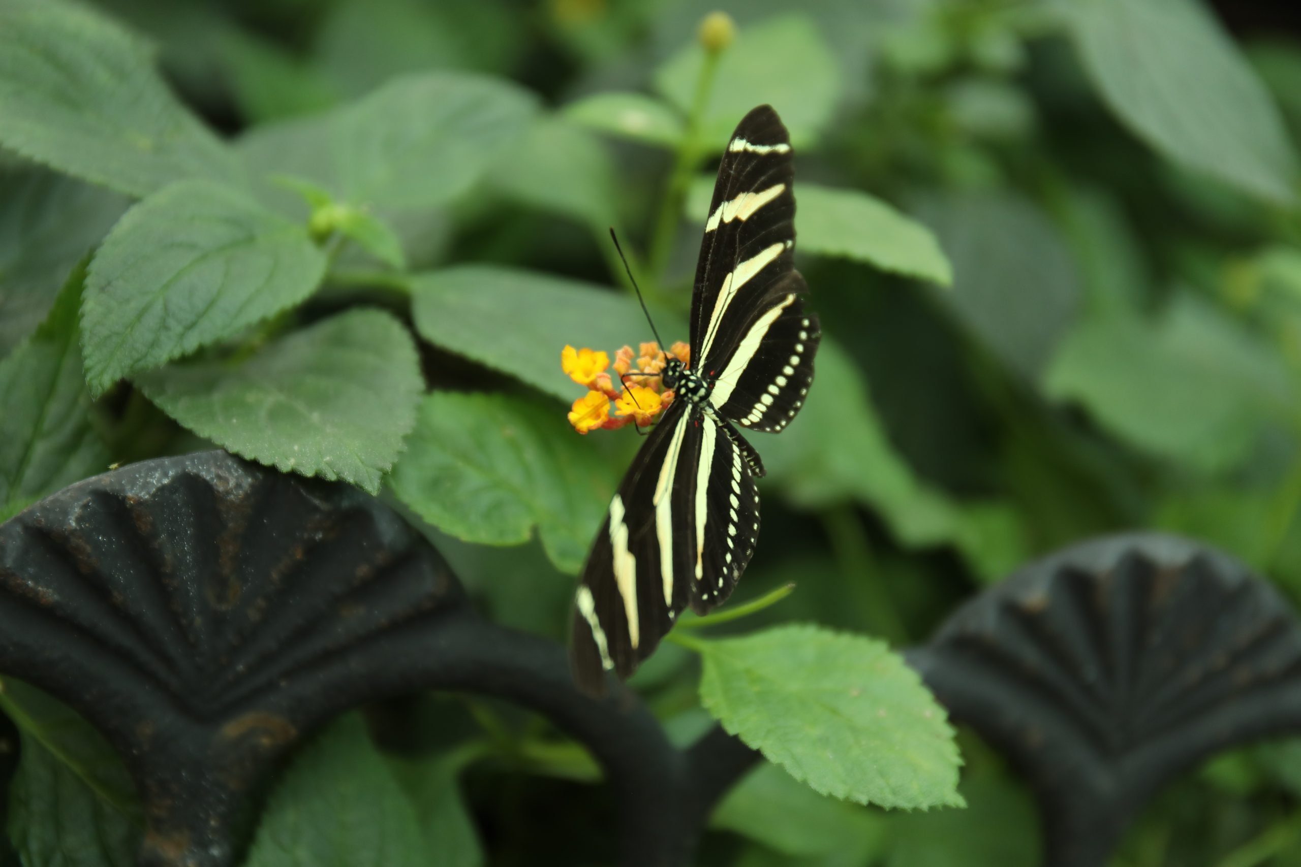 Mackinac Island is home to two butterfly conservatories including Wings of Mackinac and The Original Butterfly House.