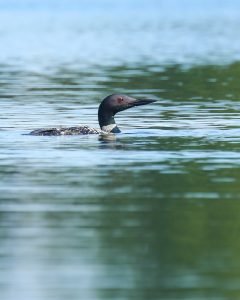 Birders visiting Mackinac Island will find many different species of birds including the Common Loon.