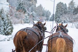 The back side of two horses pulling a carriage through the snow on a wintry Mackinac Island day