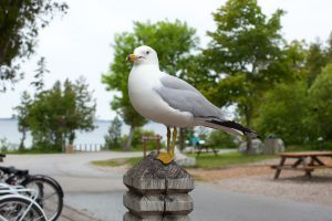 A bird stands atop a post amid bicycles, picnic tables and the waterfront at Mackinac Island’s British Landing.