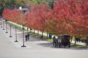 A horse-drawn carriage passes by a row of trees with bright red leaves in fall on Mackinac Island