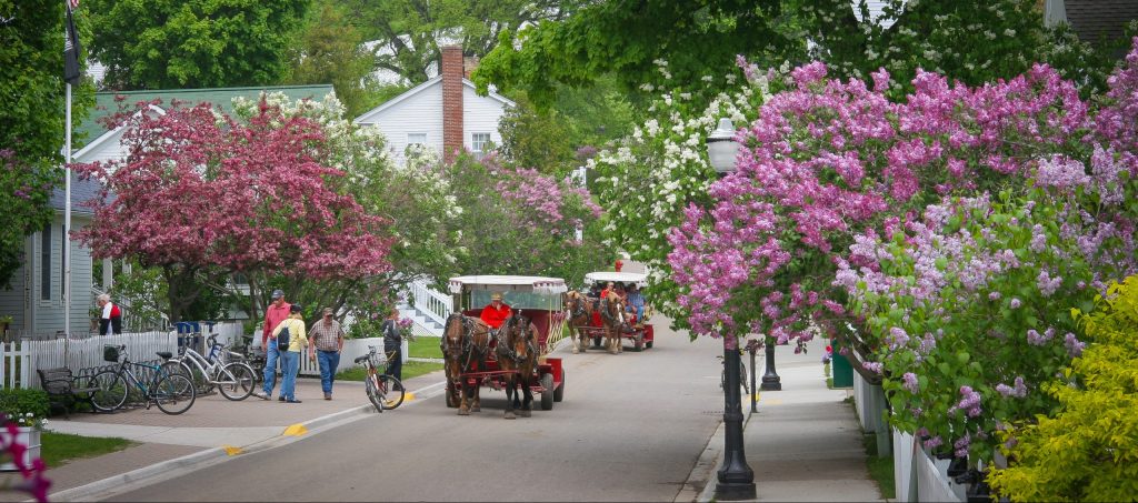 Lilacs adorn Mackinac Island streets and gardens and are celebrated each June with the annual Mackinac Island Lilac Festival.