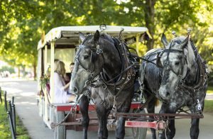 Two horses pull a carriage on a ride around Mackinac Island.