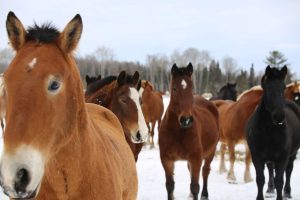 Several Mackinac Island horses with coats in various shades of brown and black stand in a snowy pasture on the winter farm