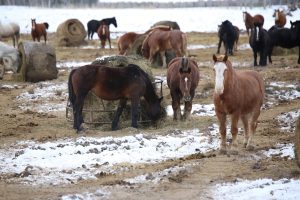 Mackinac Island horses on a winter farm in Michigan’s Upper Peninsula eat from round hay bales in the pasture