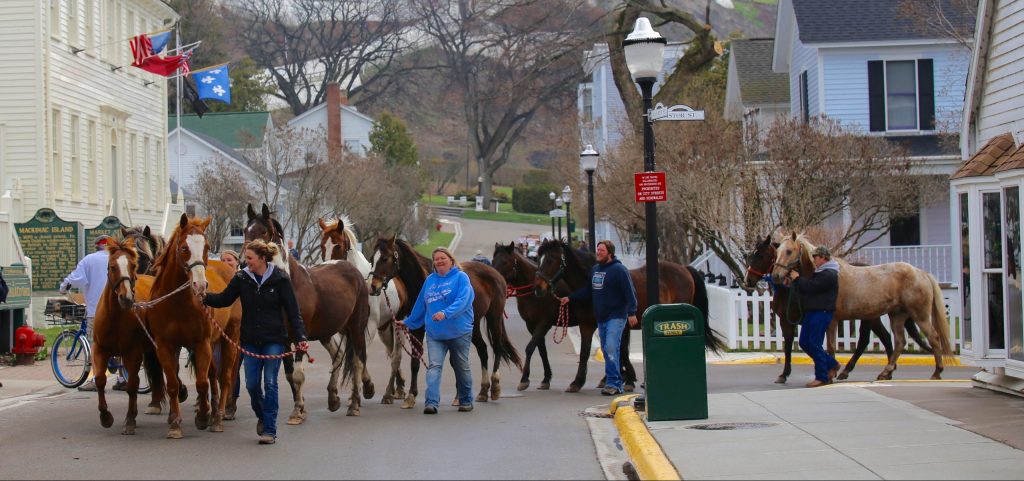 Horses return to Mackinac Island, led down the street after departing the ferry boat on an early spring day