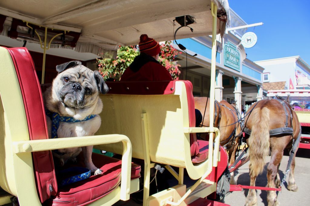 A dog sits in a seat on a horse-drawn taxi on Mackinac Island