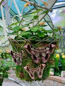 Two butterflies cling to the mossy bowl at the Wings of Mackinac conservatory on Mackinac Island.