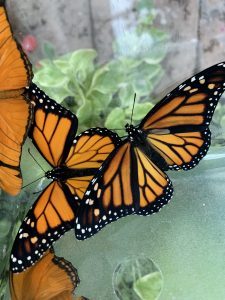 Monarch butterflies are among the many colorful species on exhibit at the Wings of Mackinac conservatory on Mackinac Island.