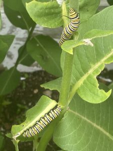 Two caterpillars crawl on the plant at the Wings of Mackinac butterfly conservatory on Mackinac Island.
