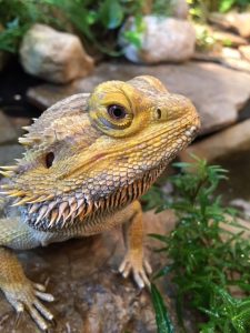 The Original Mackinac Island Butterfly House & Insect World features a bearded dragon and many other creatures.