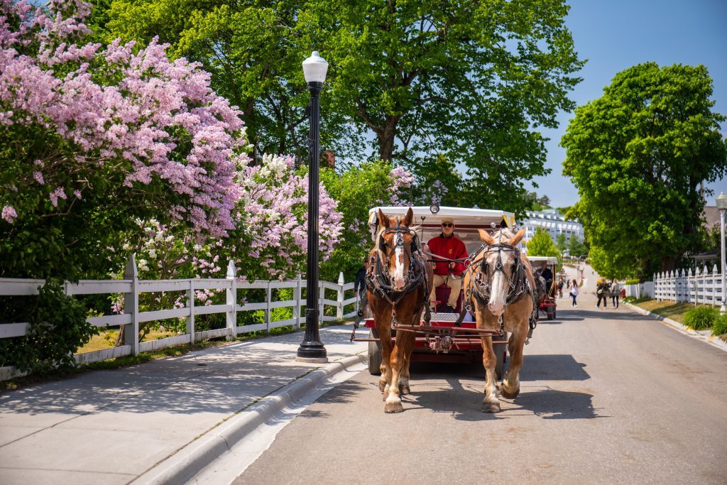 A horse-drawn carriage passes a row of blooming lilac bushes on the street near Mackinac Island’s Grand Hotel.