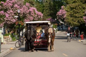 A horse-drawn carriages makes its way along a Mackinac Island street lined with bicycles and lilacs on a sunny spring day