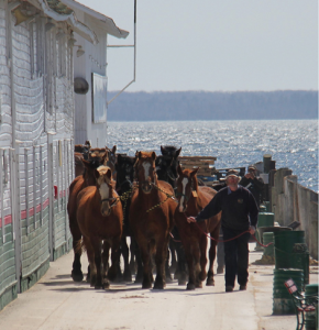 Horses returning to Mackinac Island in spring after wintering on the mainland is a symbolic start to the new travel season.
