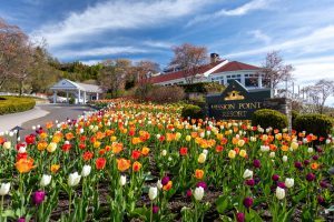 Tulips bloom out front of Mission Point Resort on Mackinac Island