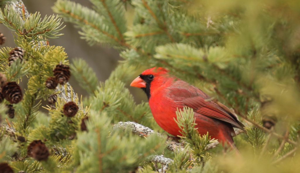 Birding on Mackinac Island offers great opportunities to see and hear migratory birds each spring and fall.