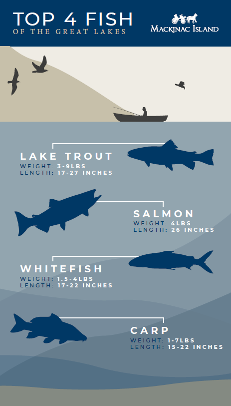 Infographic showing the four most common fish caught in the Great Lakes off Mackinac Island: trout, salmon, whitefish and carp