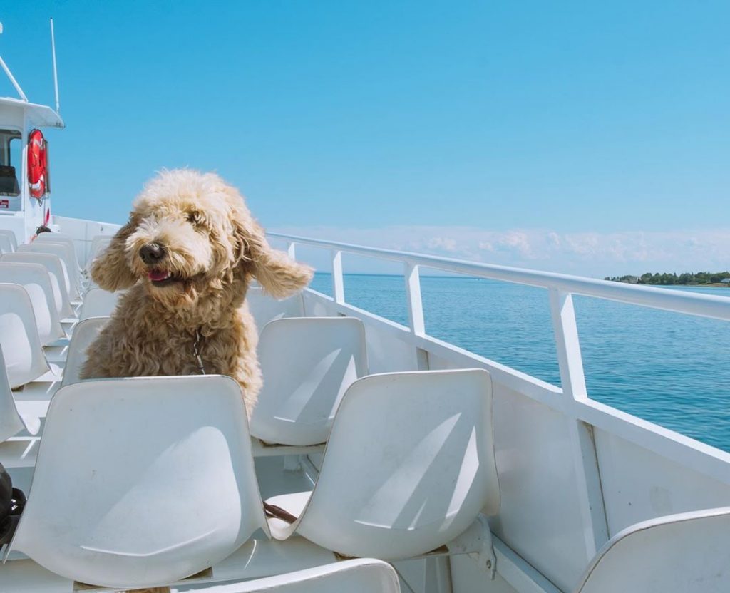 Dog Riding on Ferry on Its Way to Mackinac Island 