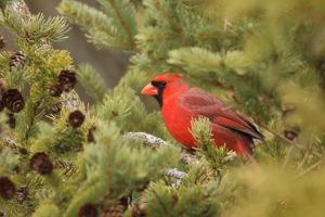 A red bird sits perched on an evergreen tree in Mackinac Island State Park.