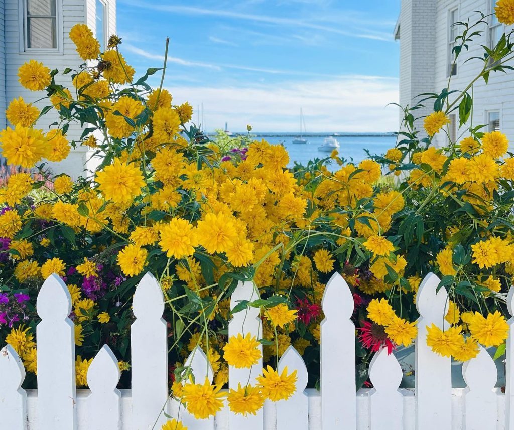 Yellow flowers bloom behind a white picket fence with the blue water off Mackinac Island in the background