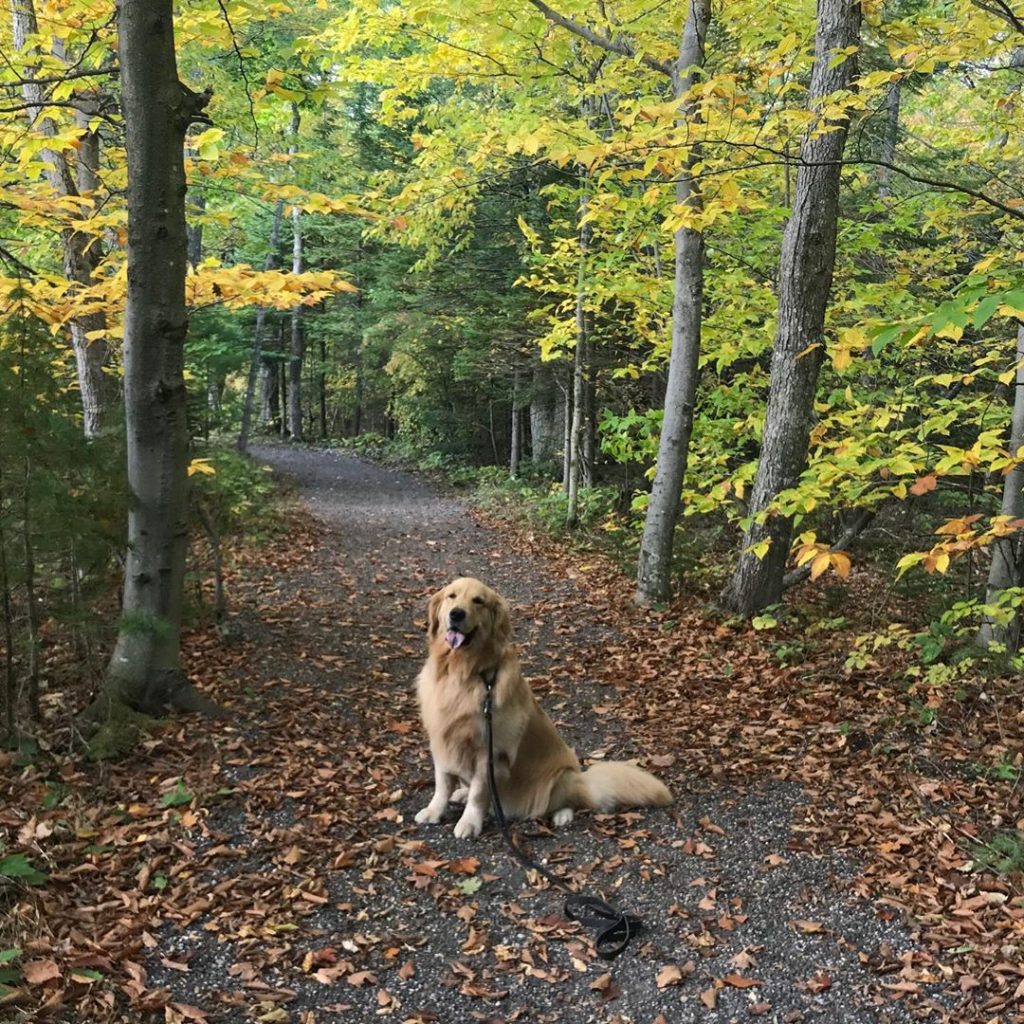 A dog sits on a Mackinac Island trail covered with fallen leaves