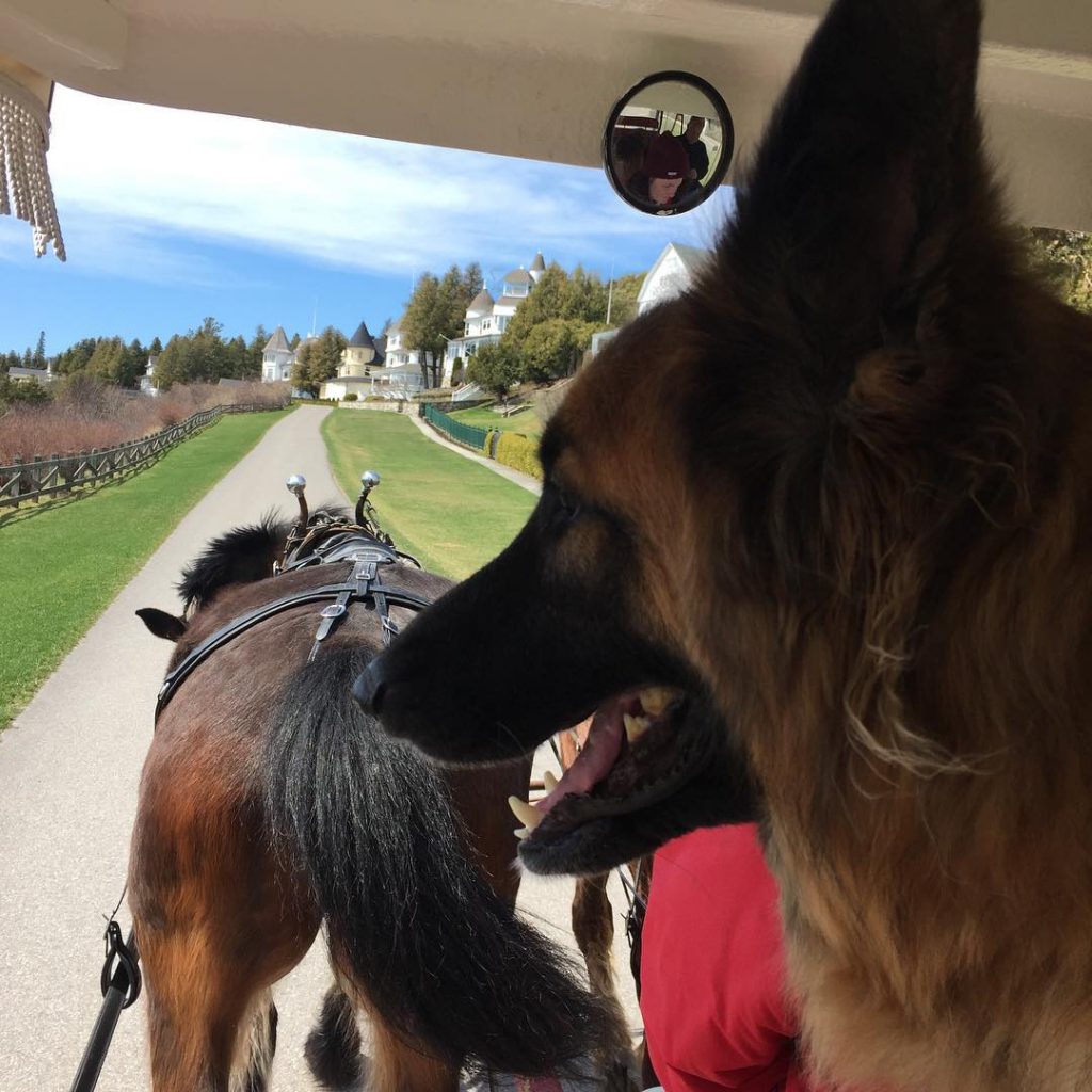 Dog in Horse-Drawn Carriage – Mackinac Island Tourism Bureau