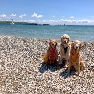 Mackinac Island is a great destination for dogs with lots of trails and water for splashing around.
