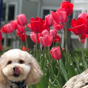 Dog Beside Some Tulips – Mackinac Island Tourism Bureau 