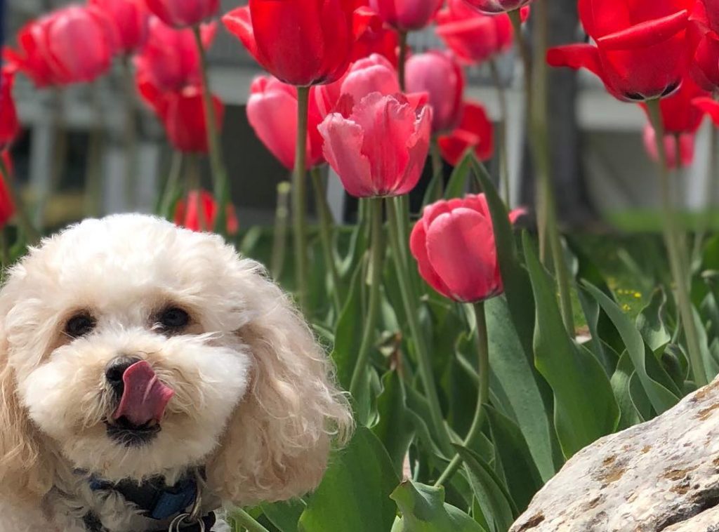 Dog Beside Some Tulips – Mackinac Island Tourism Bureau