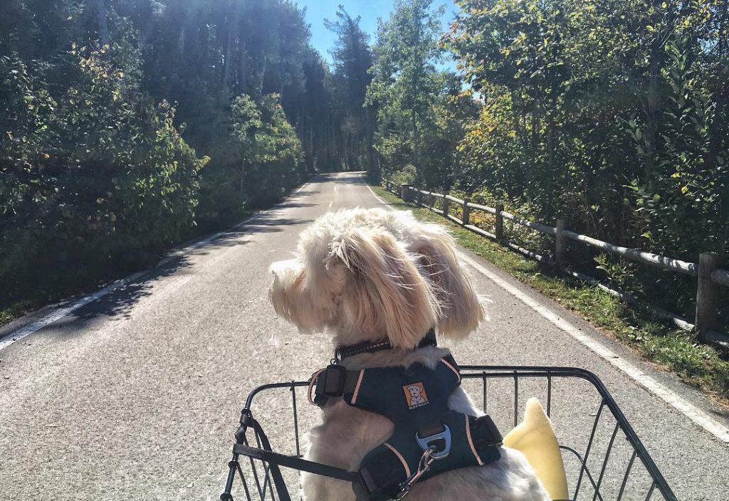 Dog in Bike Basket – Mackinac Island Tourism Bureau