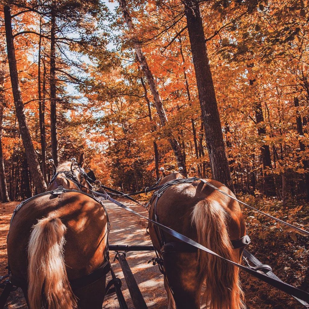 Horse-drawn carriage tours of Mackinac Island can be especially charming and beautiful in the fall.