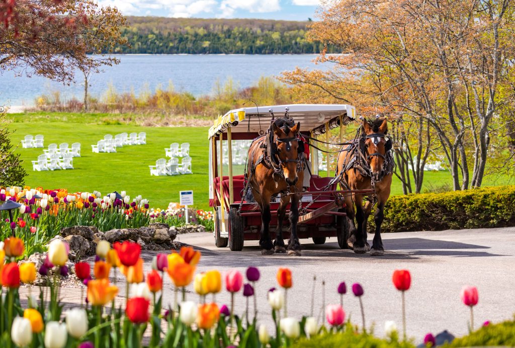 A horse-drawn carriage makes its way past roadside tulips with the Great Lawn of Mission Point Resort in the background
