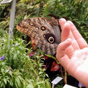 Hand Petting Butterfly in Conservatory on Mackinac Island