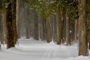 Cross-Country Ski Trail Covered with Snow During Winter on Mackinac Island