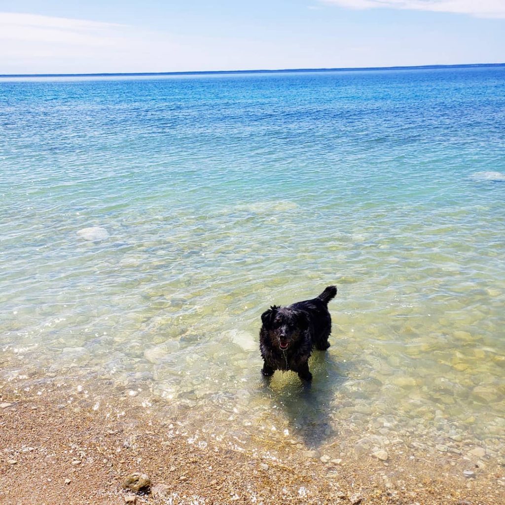 Dog Playing in Lake – Mackinac Island Tourism Bureau