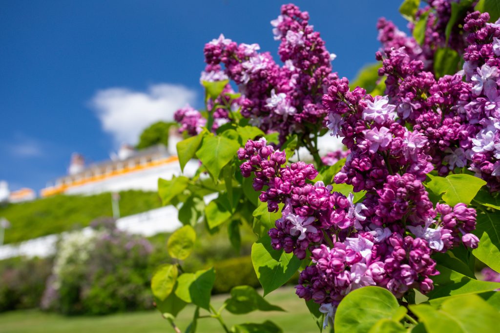 A pink and purple lilac bloom brightens Mackinac Island’s Marquette Park at the foot of Fort Mackinac