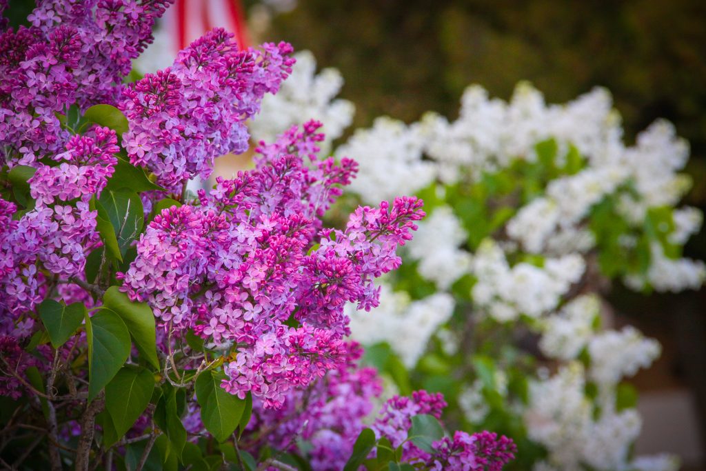 Mackinac Island has some of the largest lilacs in the world because the climate and soil are ideal for the flowering plants.