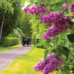 Mackinac Island is home to some of the largest, most fragrant lilac trees in the world and each year hosts a Lilac Festival.