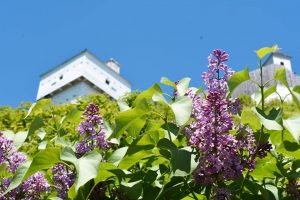 Mackinac Island is home to some of the oldest, largest lilac stems in the world and hosts an annual Lilac Festival each June.