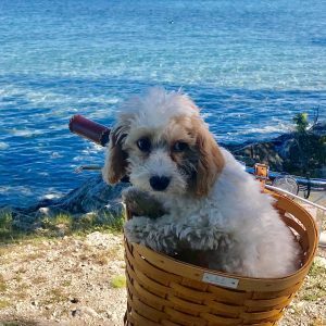 A Mackinac Island bicycle ride with your puppy in the basket is one of many pet-friendly things to do on Mackinac Island.