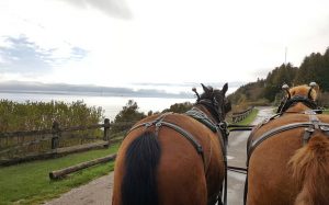 Horses Drawing a Carriage – Mackinac Island Tourism Bureau